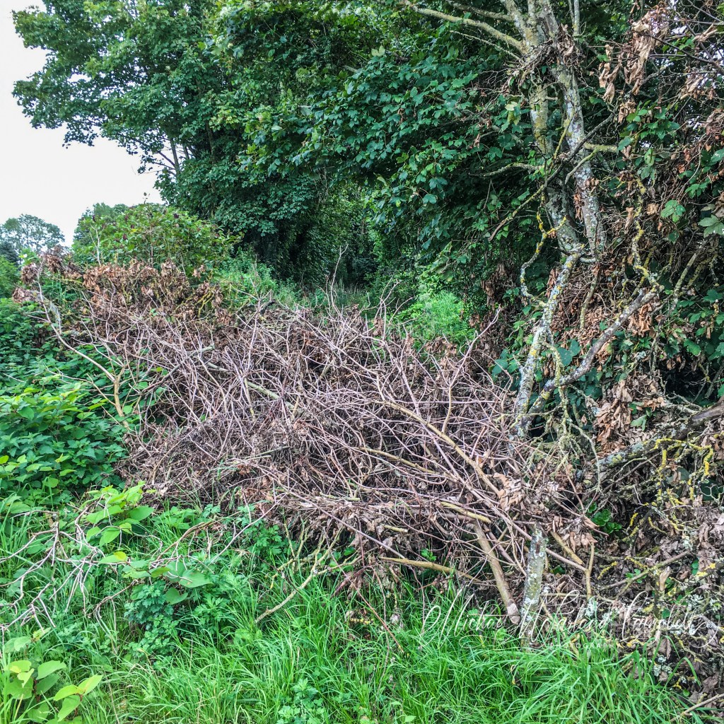 Branches blocking the way to Lea Churchyard, Co. Laois